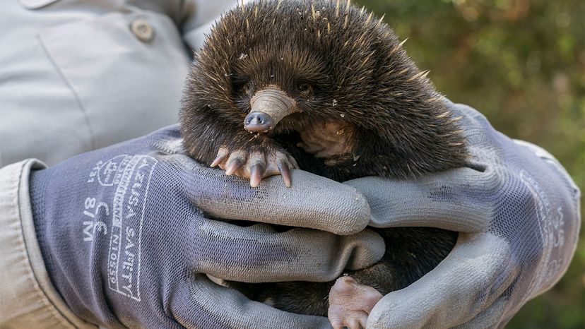 echidna“border=