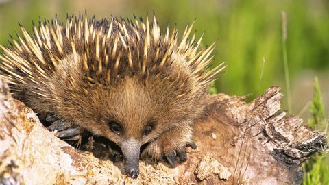 The Echidna Is One of the World's Strangest Mammals - Vimarsana News