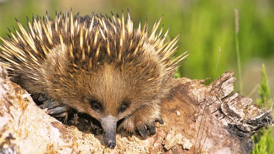 The Echidna Is One of the World's Strangest Mammals