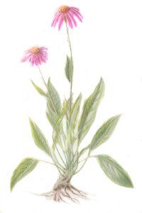 Echinacea: Herbal Remedies | HowStuffWorks