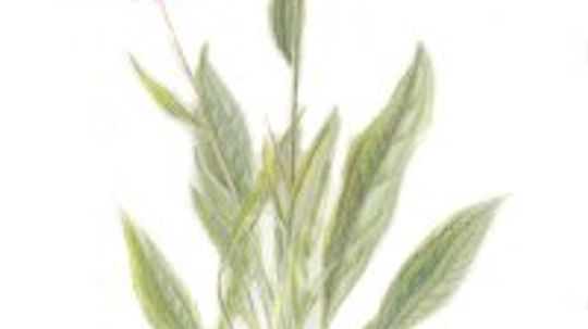 Echinacea: Herbal Remedies