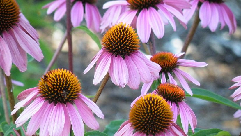 Echinacea (Echinacea purpurea) or purple coneflower, is best known for its beneficial effects on the immune system, as well as its ability to treat the common cold and upper respiratory infections. Arty Alison/Shutterstock