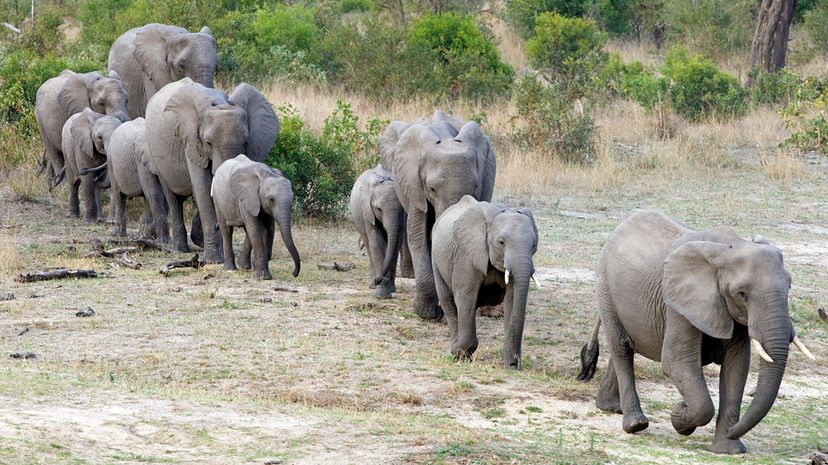 elephant herd