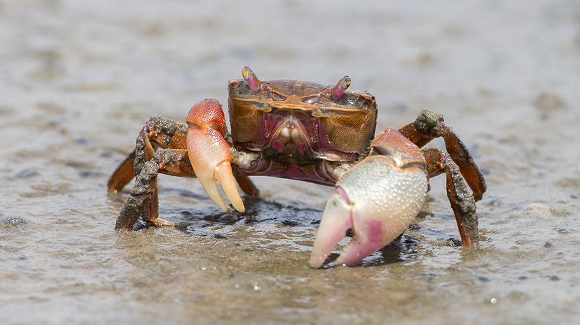 Burrowing crab