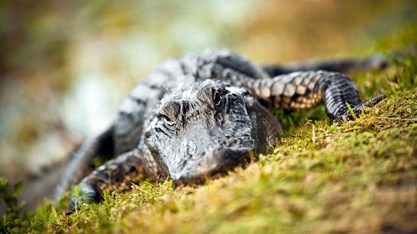 Alligator Snapping Turtles Lure Prey With Wriggling Worm-like Tongue  Appendage