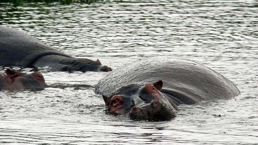 hippos