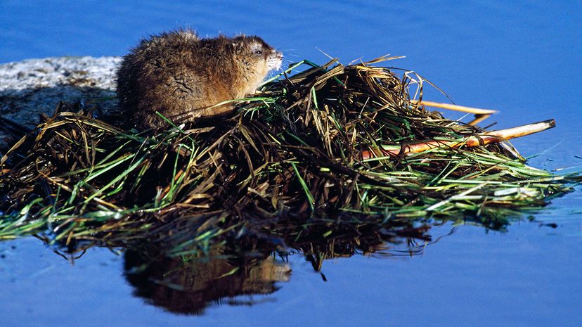 muskrat hut