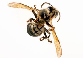 You may see a wasp, but entomophagists see pine nuts. See more pictures of insects.