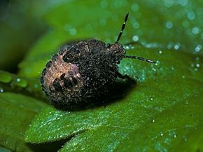 Stink bug