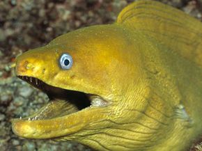 Shocking news: There are actually three species of electric eel in