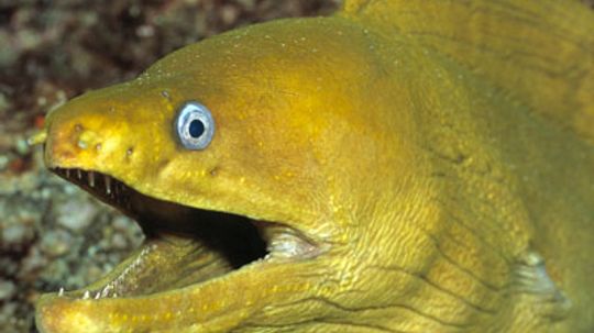 Why are eels slippery?