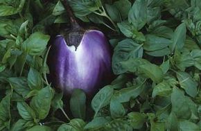 The typical home garden variety of eggplant produces shiny, dark purple fruit.