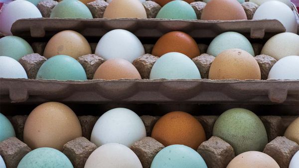 White, Brown, Green Chicken Eggs: What's the Difference?