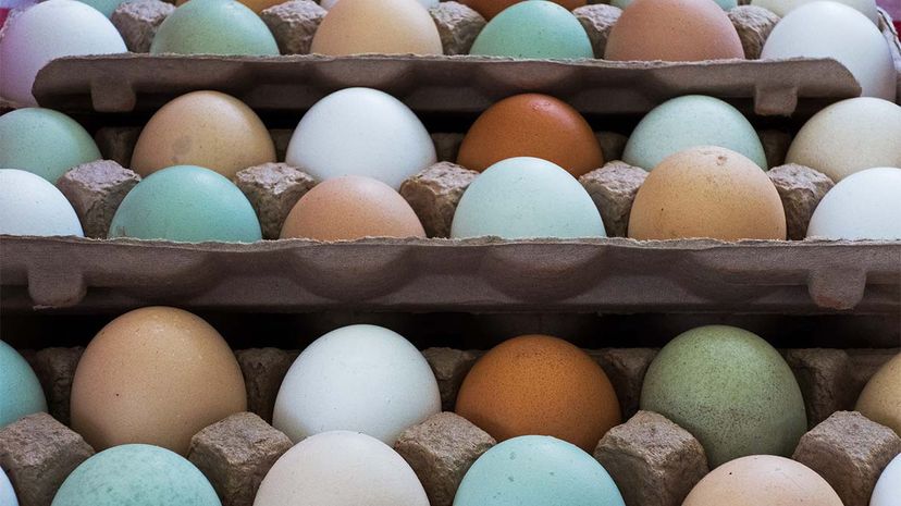 eggs, colors