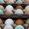 Why Chicken Egg Colors Vary From Bird to Bird
