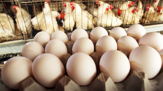 How Can You Tell if a Chicken Egg Is Fertilized?