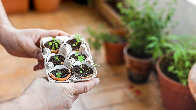 Growing plants on reused eggshells and egg carton