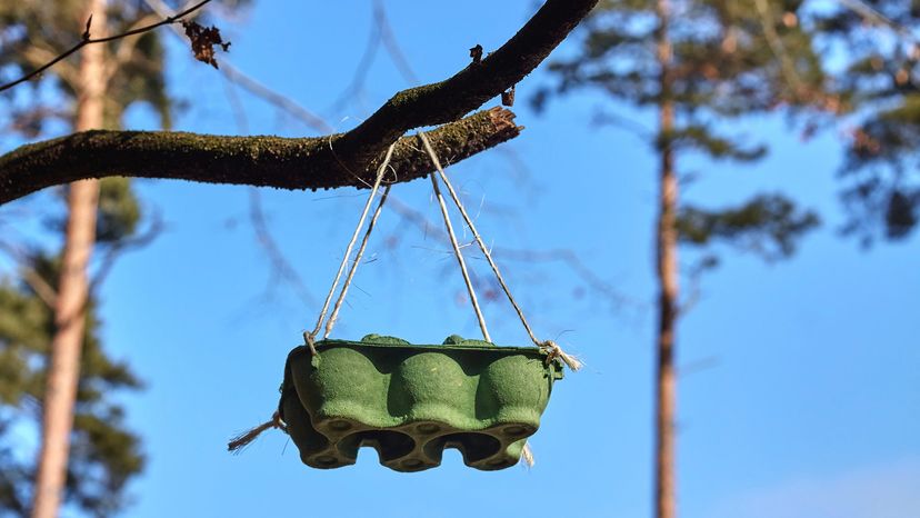 Bird feeder made at home using egg carton hanging on tree branch