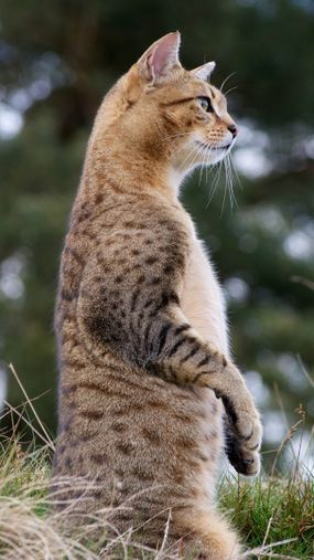 Egyptian mau mixed cheap with tabby