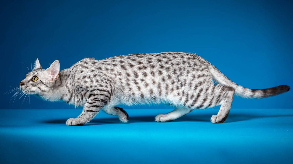 Egyptian mau cat store breeds