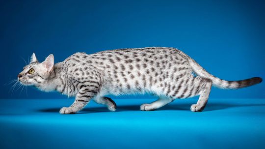 The Egyptian Mau Cat Looks Like a Tabby, Acts Like a Dog