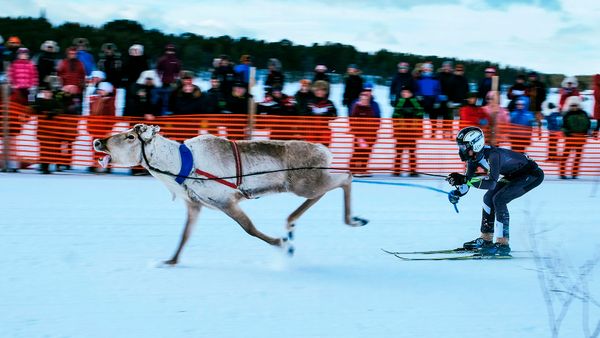 Speed skiers race in winter sport competition.