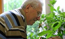 older man tending to plants