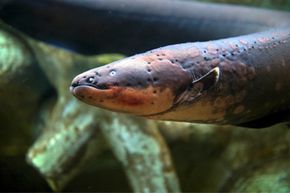 A full-grown electric eel can generate about 600 volts of electricity.