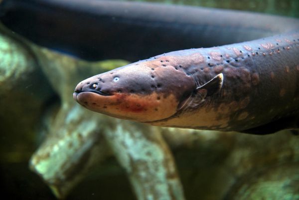 An electric eel swims in a tank.