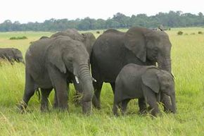 非洲动物形象画廊Elephant herds are close-knit groups with complex social interactions. See more pictures of African animals.