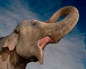 Fact or Fiction?: Elephants Never Forget