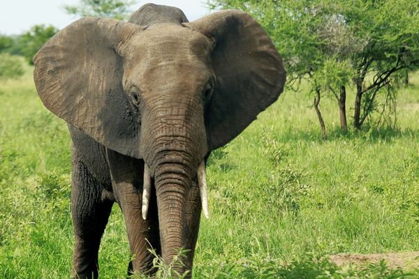 An elephant rummaging for food on plains.