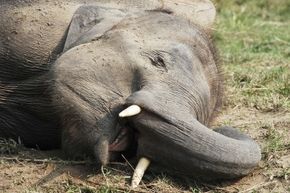 A sleeping elephant.