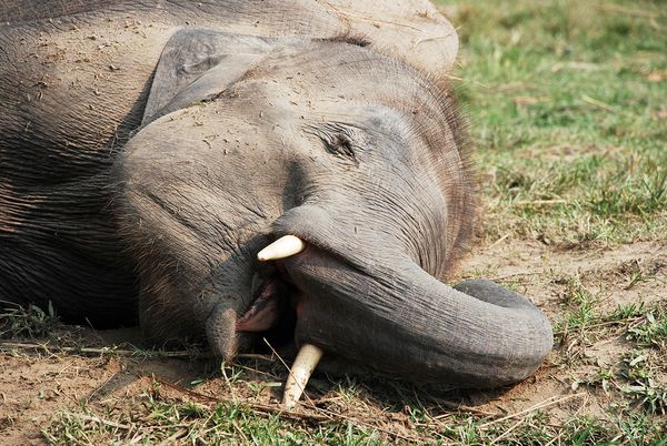A sleeping elephant.