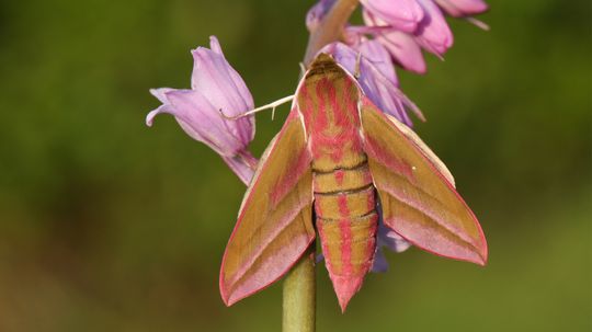 The Elephant Hawk Moth Is the 'Ugly Duckling' of Moths“border=