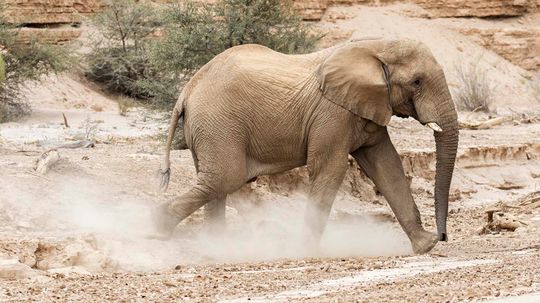 Elephants Are Terrified of ... Honeybees?