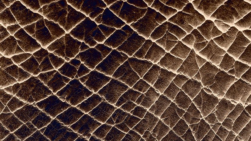 A closeup of an elephant's skin.