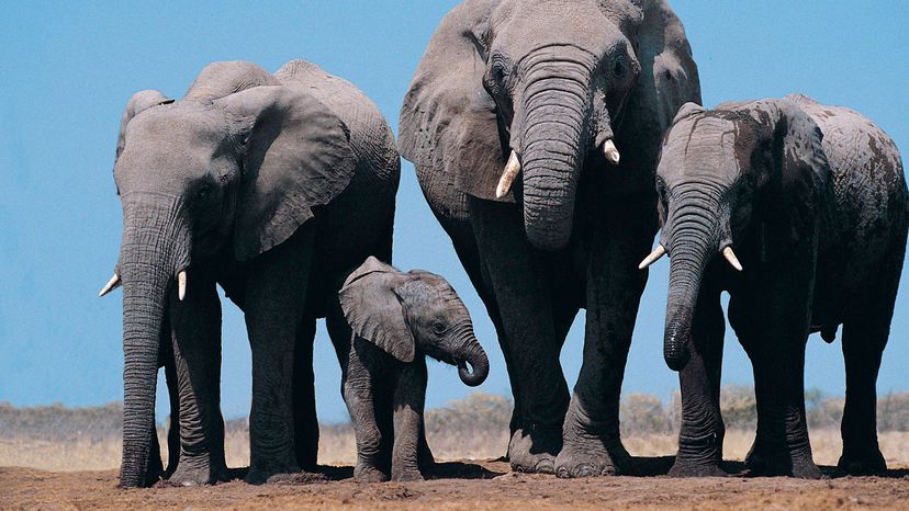 herd of elephants