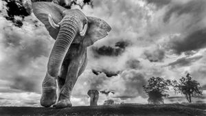 elephant tattoo meaning