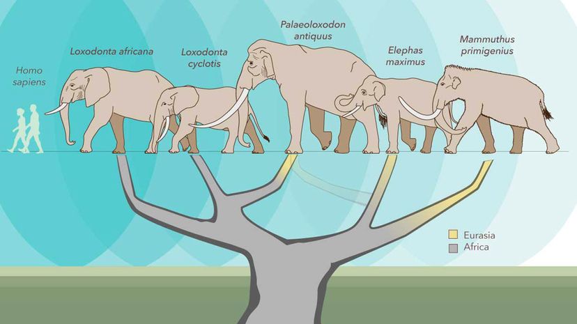 A new study reconfigures the elephant family tree, placing the giant extinct elephant (Palaeoloxodon antiquus) closer to the African forest elephant (Loxodonta cyclotis), than to the Asian elephant (Elephas maximus), once thought to be its closest living relative. Asier Larramendi Eskorzaand and Julie McMahon
