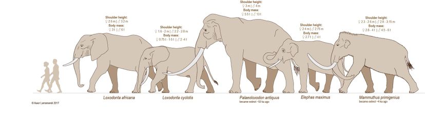 Genetic Analysis Shakes Up Elephant Family Tree, Raising Conservation