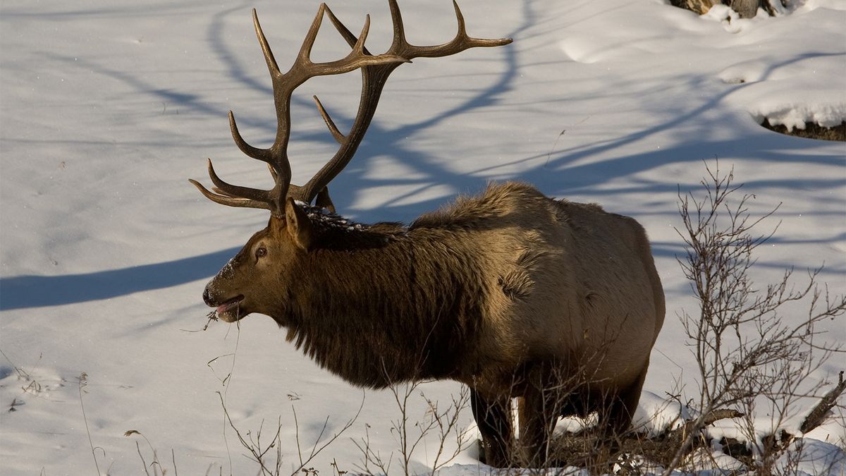 Elk Are Huge, Aggressive and Unpredictable