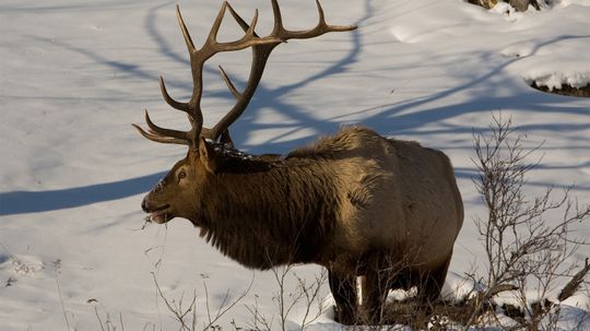 Elk Are Huge, Aggressive and Unpredictable