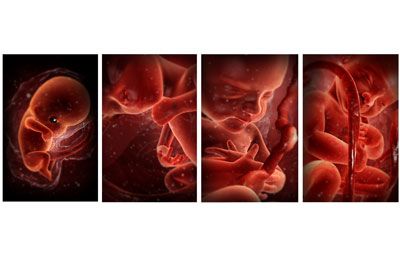 The development of the embryo.