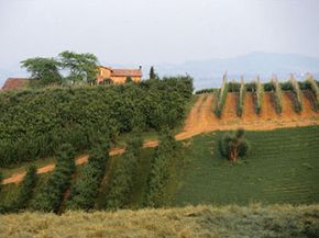 Vineyards in Italy