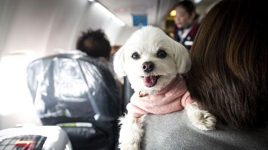 New Ruling Cracks Down on Emotional Support Animals on Planes