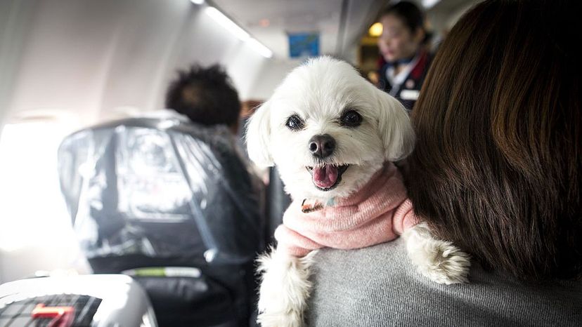 Companion pets on store planes