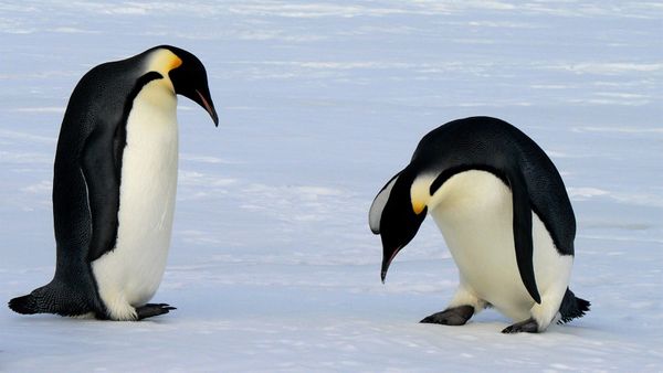 Why Penguin Feet Don't Freeze