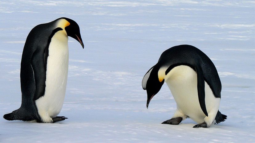 Emperor penguins, feet