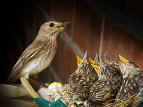 An empty nest can be lonely, but what if the nest ever empties at all?